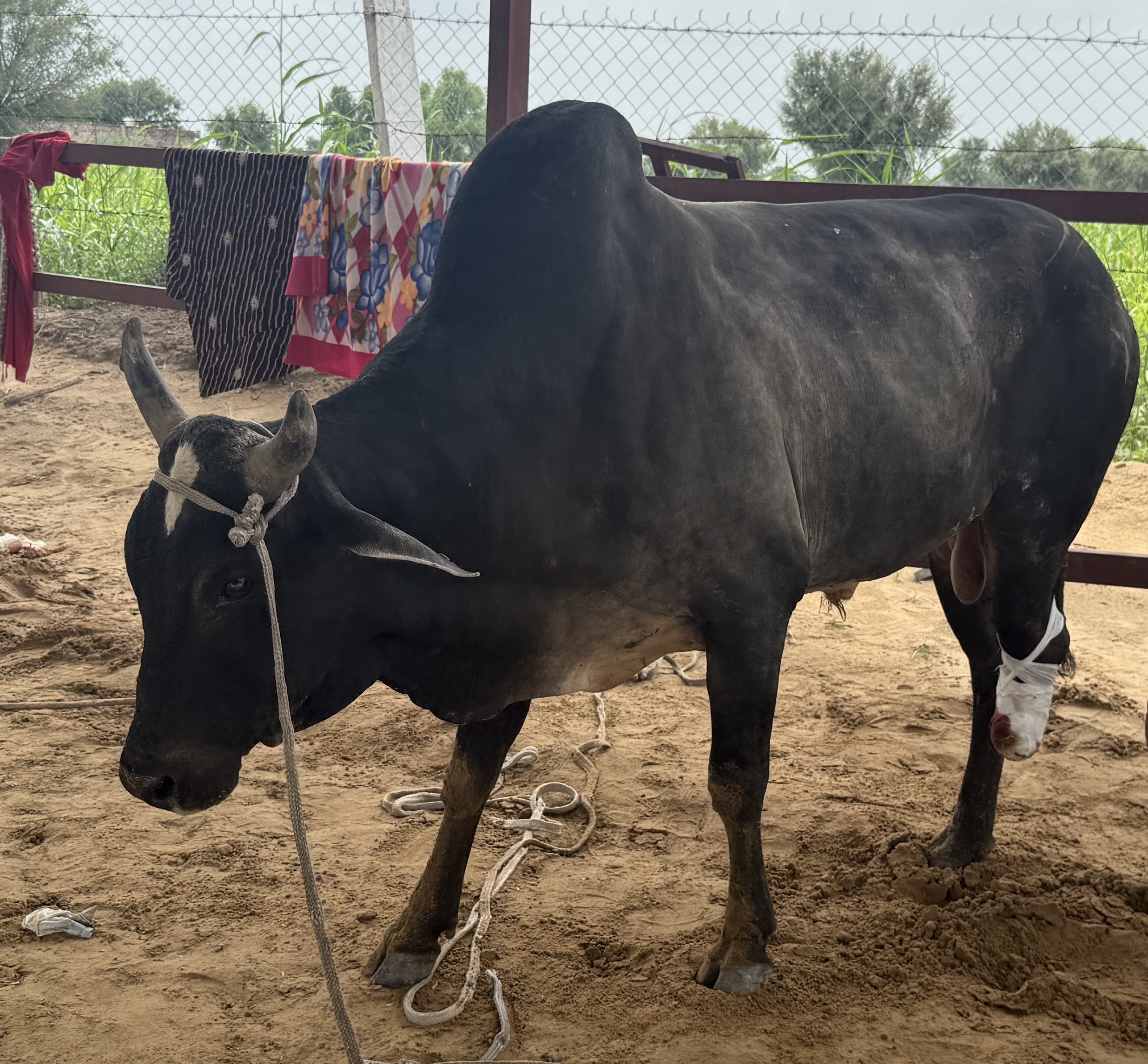 From Pain to Peace: The Life-Saving Journey of Nandi Maharaj